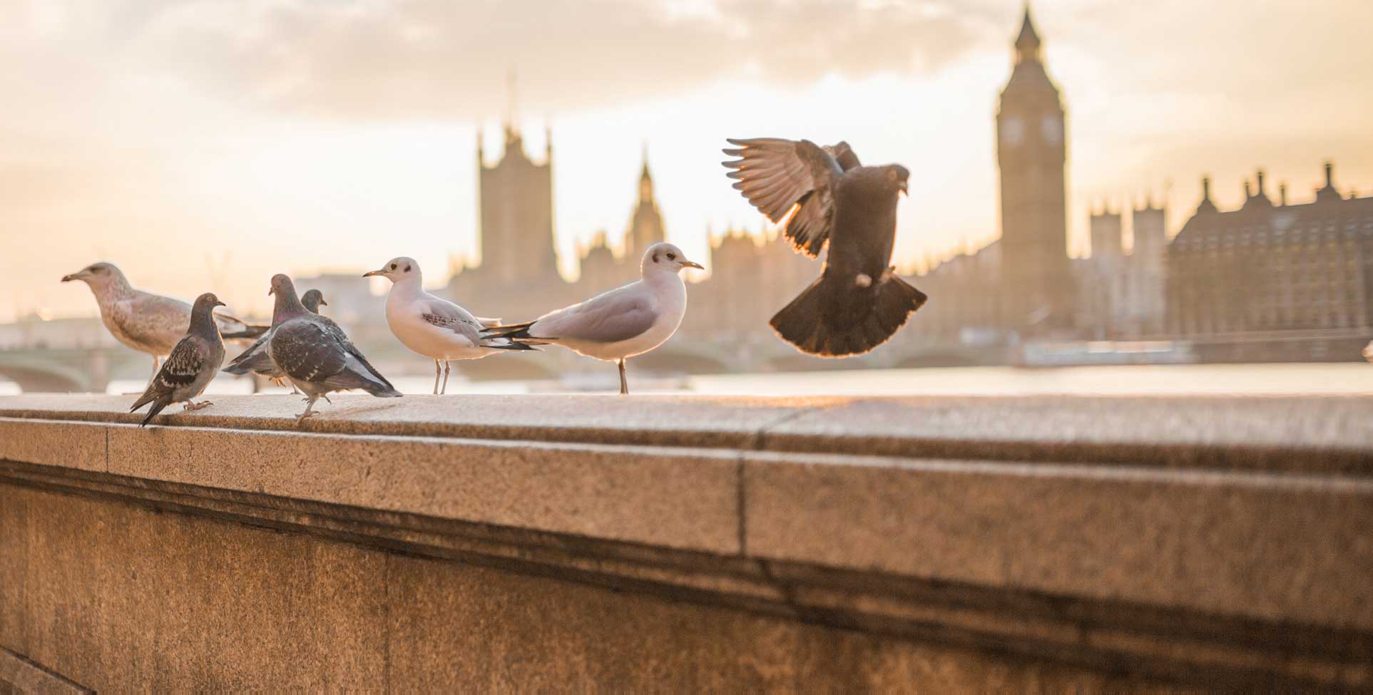 protection anti pigeons